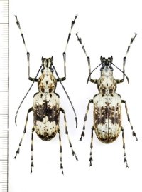 ヒゲナガゾウムシの一種　Eugigas morimotoi　ペア　♂37.5mm♀ 38mm　インドネシア（スラウェシ島）