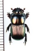 好蟻性のニジダイコクコガネ族の一種　Dendropaemon sp.　ペルー