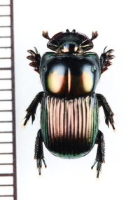 好蟻性のニジダイコクコガネ族の一種　Dendropaemon sp.　ペルー