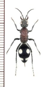 アリバチの一種　Lobotilla leucospila　♀　ザンビア
