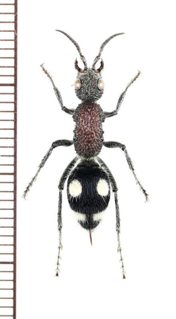 画像1: アリバチの一種　Lobotilla leucospila　♀　ザンビア