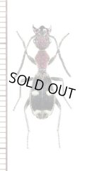 アリバチ擬態のゴミムシの一種　Eccoptoptera sp.　ザンビア
