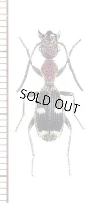 アリバチ擬態のゴミムシの一種　Eccoptoptera sp.　ザンビア