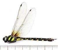 イシガキヤンマ　♀　西表島