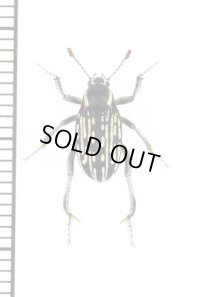 ゴミムシダマシの一種　Pachynotelus sp.　ナミビア