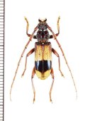 カミキリムシの一種　Phoracantha recurva　♂　オーストラリア