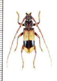 カミキリムシの一種　Phoracantha recurva　♂　オーストラリア