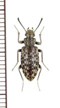 ゴミムシダマシの一種　Himatismus sp.　ザンビア