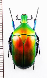 ケバネカナブンの一種　Torynorrhina flammea flammea　♂　ベトナム北西部