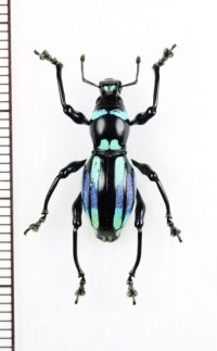カタゾウムシの一種　Pachyrhynchus sp.　フィリピン(ルソン島)
