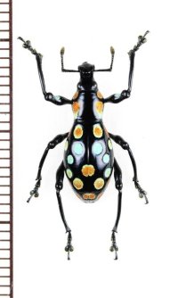 カタゾウムシの一種　Pachyrhynchus sp.　フィリピン(ルソン島)