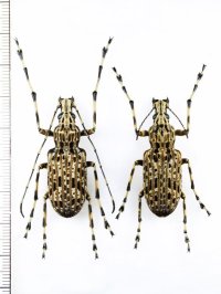 ヒゲナガゾウムシの一種　Eugigas schoenherri　ペア　♂38.8mm♀ 38mm　インドネシア（ニューギニア島）