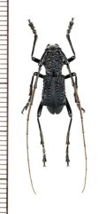 カミキリムシの一種　Falsotrachystola glabricollis　♂　 ベトナム北東部