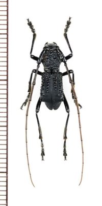 カミキリムシの一種　Falsotrachystola glabricollis　♂　 ベトナム北東部