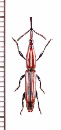 ミツギリゾウムシの一種　Brentidae species　フィリピン（パラワン島）