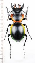 ゴミムシの一種　Mouhotia gloriosa planipennis　ベトナム北中部