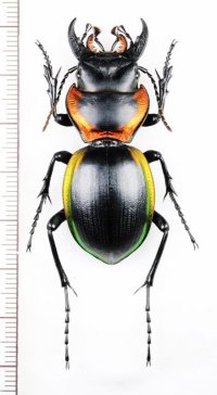 ゴミムシの一種　Mouhotia gloriosa planipennis　ベトナム北中部