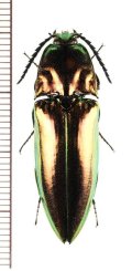 コメツキムシの一種　Campsosternus sp.　フィリピン（ミンダナオ島）