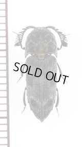コメツキダマシの一種　Eucnemidae species　ベトナム北東部