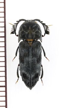 コメツキダマシの一種　Eucnemidae species　ベトナム北東部