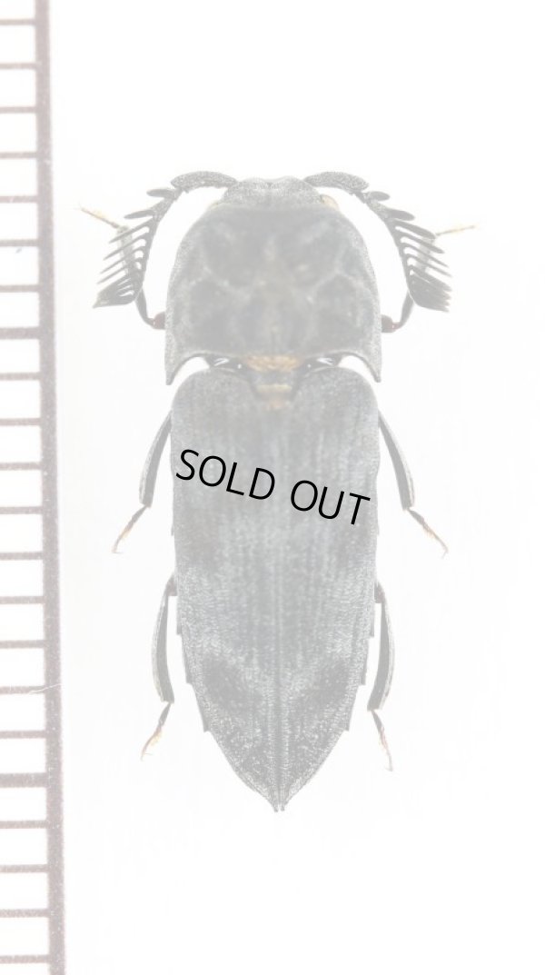 画像1: コメツキダマシの一種　Eucnemidae species　ベトナム北東部