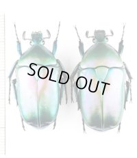 アオカナブンの一種　Rhomborhina mellyi diffusa　ペア　ベトナム北東部
