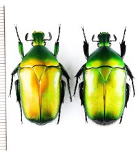 ケバネカナブンの一種　Torynorrhina distincta　ペア　ベトナム北東部