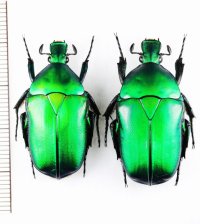 カナブンの一種　Pseudotorynorrhina sp.　ペア　ベトナム北東部