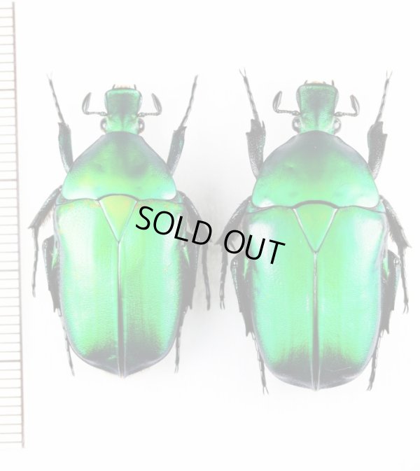 画像1: カナブンの一種　Pseudotorynorrhina sp.　ペア　ベトナム北東部