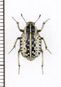 ゴミムシダマシの一種　Pachynotelus dimorphus　ナミビア