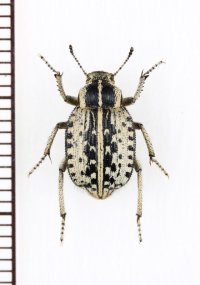 ゴミムシダマシの一種　Pachynotelus dimorphus　ナミビア