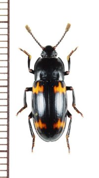 オオキノコムシ擬態のゴミムシダマシの一種　Tenebrionidae species　ベトナム北東部