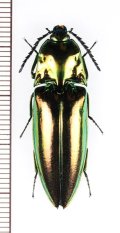 コメツキムシの一種　Campsosternus sp.　フィリピン（ルソン島）