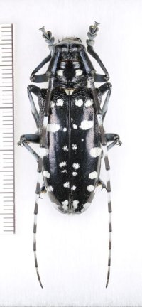 ヨナグニゴマダラカミキリ　特大♀40.4mm　与那国島
