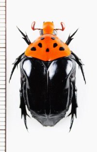 アリノスハナムグリの一種 　Campsiura gloriosa　♂　 ベトナム北東部