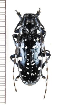 タイワンゴマダラカミキリ　♀28.7mm　与那国島