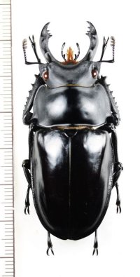 マキシムスマルバネクワガタ  ♂59.4mm　ベトナム北東部
