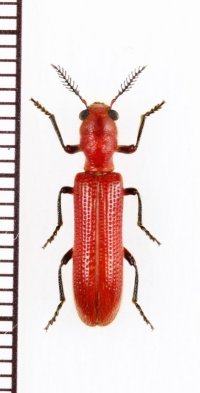 カッコウムシの一種　Cleridae species　南アフリカ