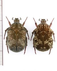 ハナムグリの一種　Protaetia  cariana　ペア　ベトナム北東部