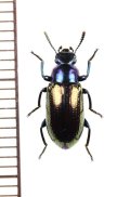 ゴミムシダマシの一種　Tenebrionidae species　ベトナム南部