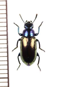 ゴミムシダマシの一種　Tenebrionidae species　ベトナム南部