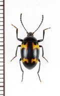 オオキノコムシ擬態のゴミムシダマシの一種　Tenebrionidae species　ベトナム南部