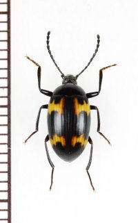 オオキノコムシ擬態のゴミムシダマシの一種　Tenebrionidae species　ベトナム南部