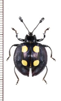 テントウムシダマシの一種　Eumorphus marginatus　マレーシア