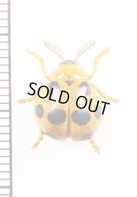 テントウムシ擬態のナガツツハムシの一種　Clytrasoma balyi　マレーシア（ボルネオ島）