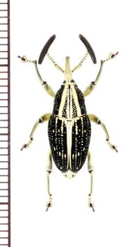 オサゾウムシの一種　Cercidocerus sp.　♂　ベトナム中部