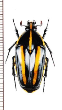 ヤンソンフトツヤハナムグリ　Clerota  jansoni　♀　ベトナム南部