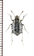 ゴミムシダマシの一種　Pachynotelus sp.　ナミビア