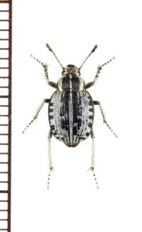 ゴミムシダマシの一種　Pachynotelus sp.　ナミビア
