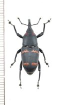 オサゾウムシの一種　Rhynchophoridae species　 ブラジル